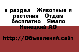  в раздел : Животные и растения » Отдам бесплатно . Ямало-Ненецкий АО